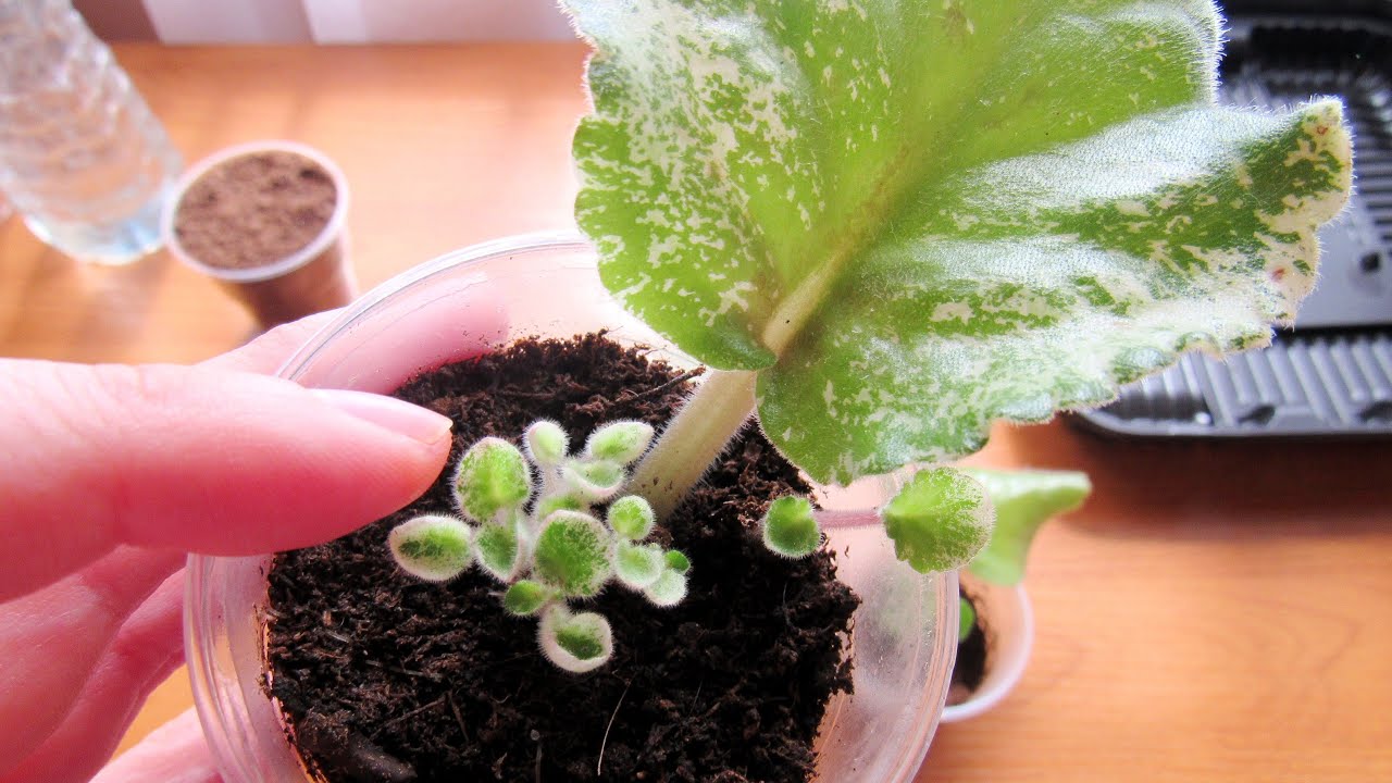 КОГДА ДЕТОК ФИАЛКИ ОТСАЖИВАТЬ ОТ ЛИСТА🌱 НА ЧТО ОБРАТИТЬ ВНИМАНИЕ❗