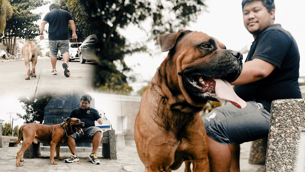 Why you should get a Bullmastiff?