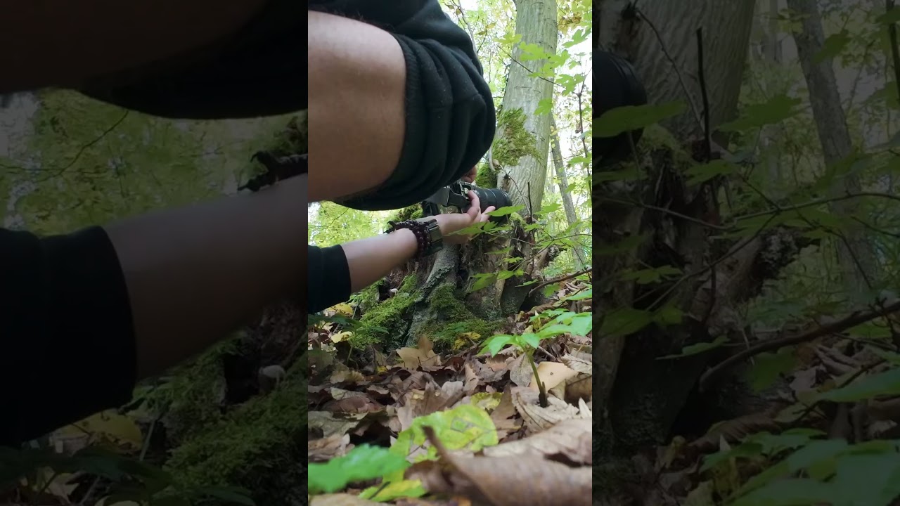 POV - Walk / Photowalk - mushroom photography in a forest area in lower franconia - shot 1