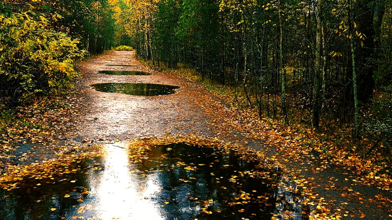 Autumn Rain in the Forest - Calm and Stress Relief Ambience