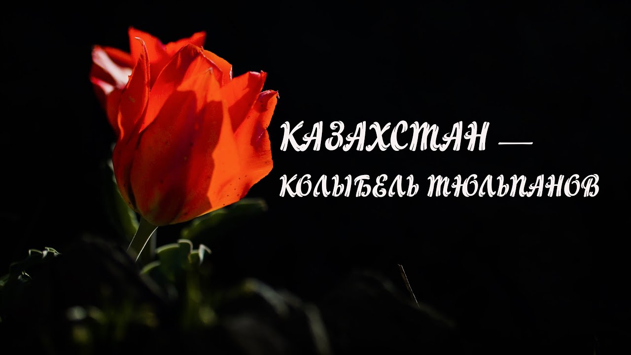 Казахстан - колыбель тюльпанов