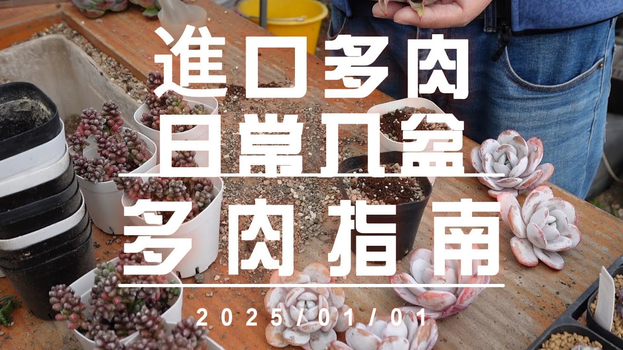 2025新年進口多肉日常入盆須知 【 MC多肉園 】MC Succulent plant Vlog