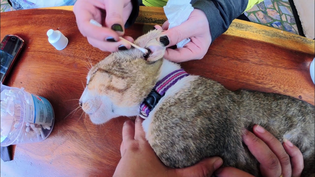 Ears Wax Removal cleaning Routine for Senior Cat | Deep Black
