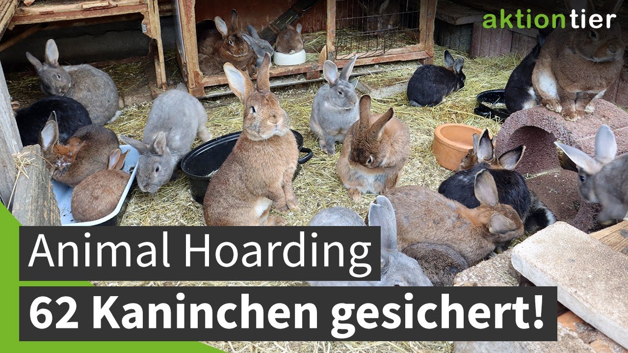 Animal Hoarding: 62 Kaninchen auf 6 Quadratmetern