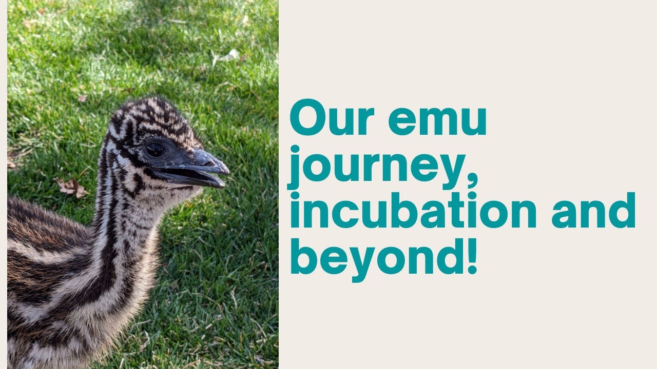 Emu incubation and hatching @themerrellfarm