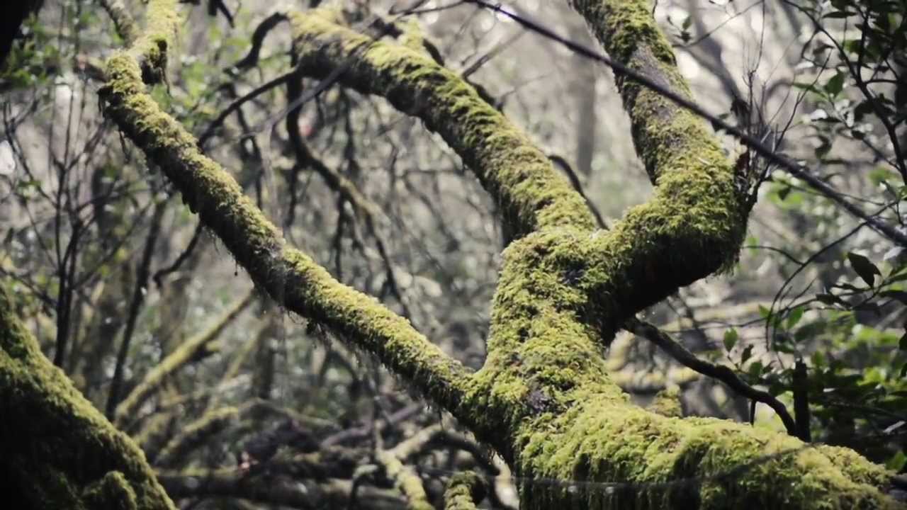 La Gomera - Park Narodowy Garajonay