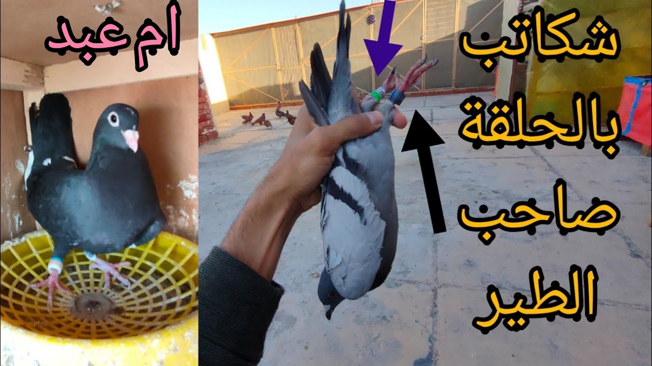 صيد طيرة زاجلة مال سباق 👍 واشتريت طيرة لبو عبد وأخيرا ههههههههه 😀