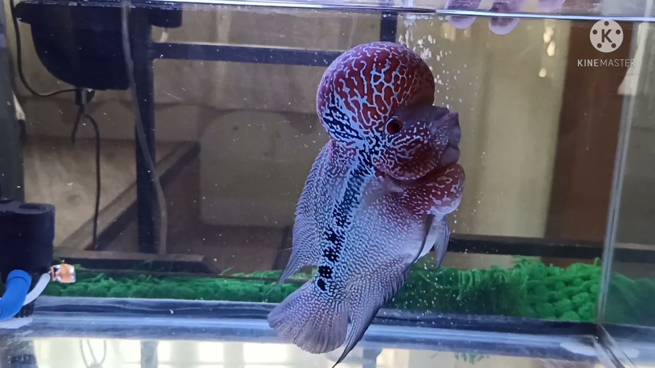 zhen zhu malau flowerhorn