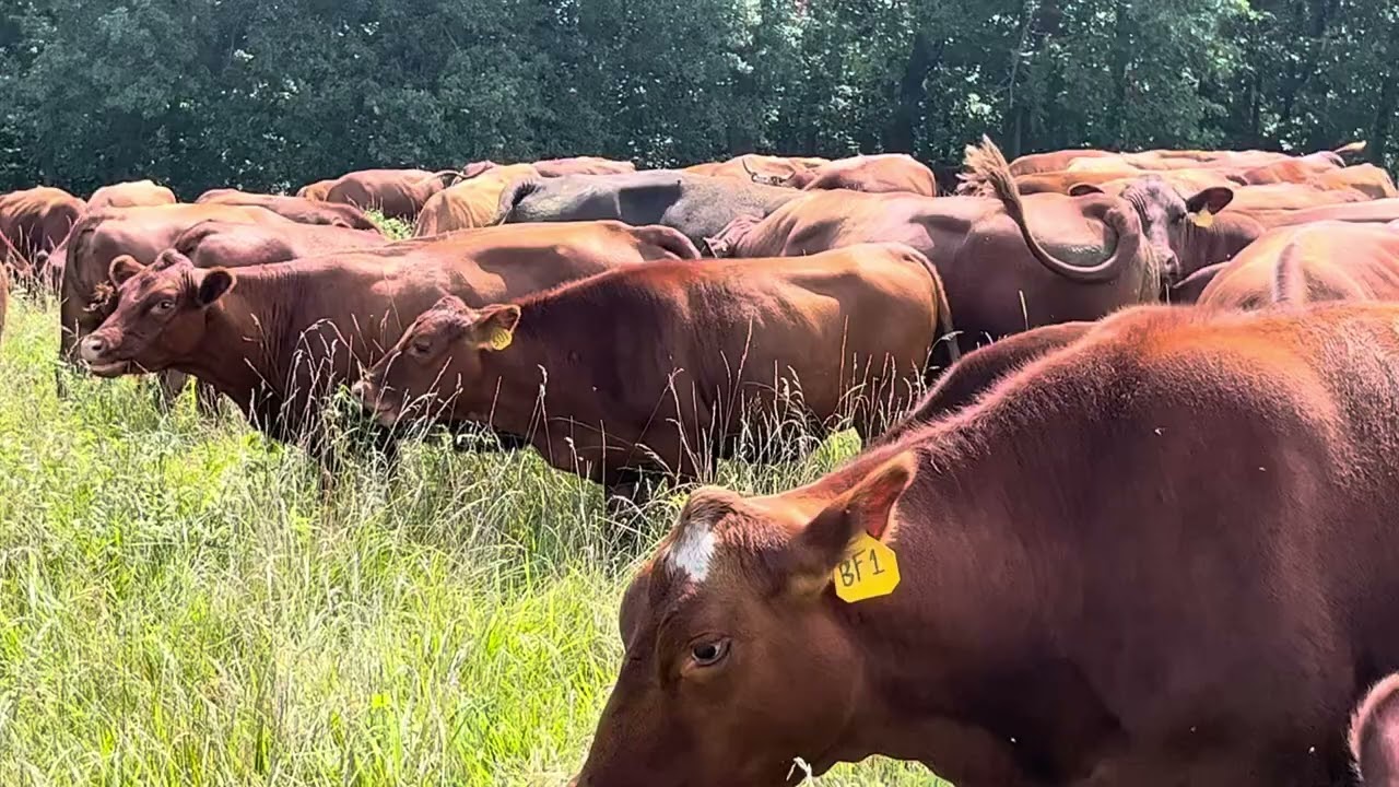 Ultra-high stock density cow/calf mob on hourly moves with Isaac and Joel.