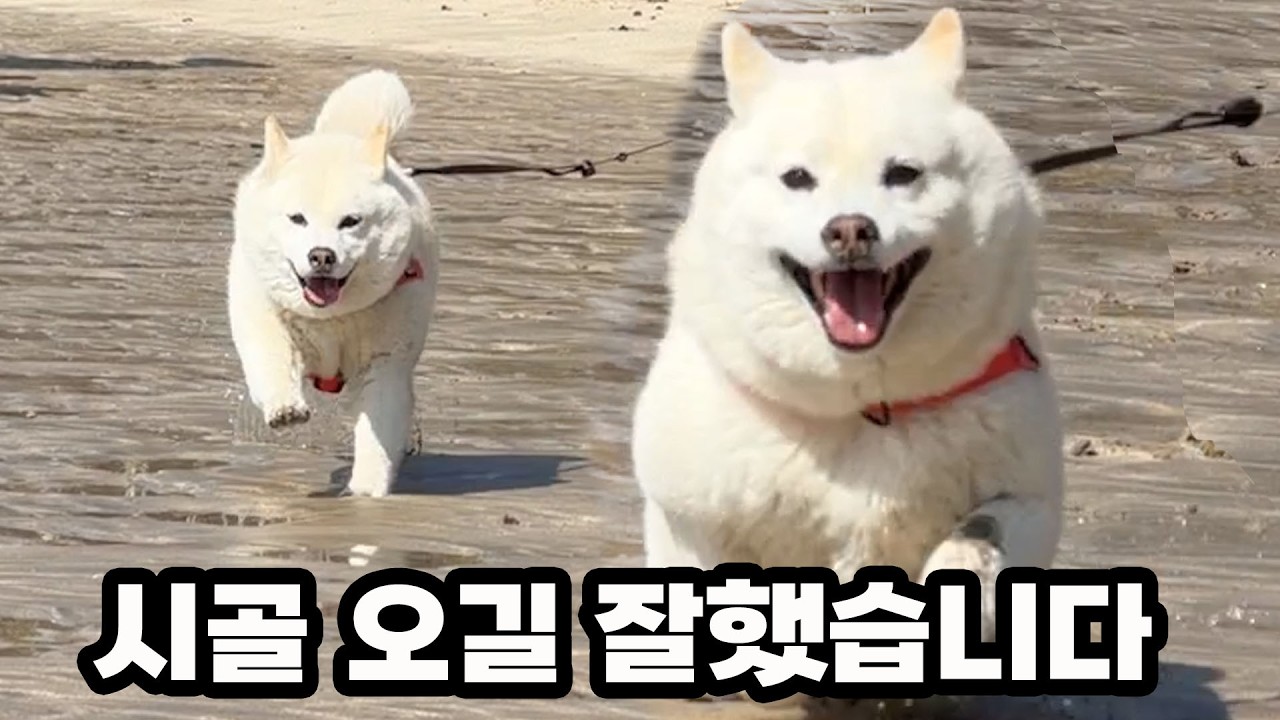 제주 시골집 이사하고 더 행복해진 삼시바들!! 곰이탱이여우 막걸리 판매 시작하개~