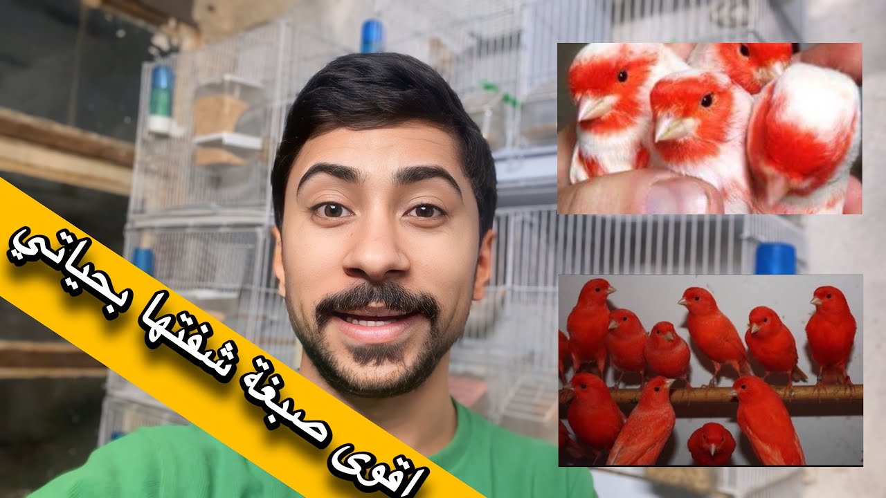 Представляем красный краситель для канареек сортов Red Factor и Mosaic.