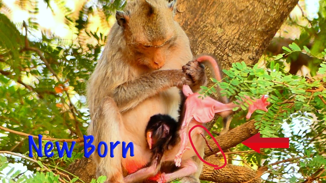 LIVE: Congratulations to Mama MARILY on Her New Baby Boy — Learning Gently as a Second-Time Mom 🐒💛