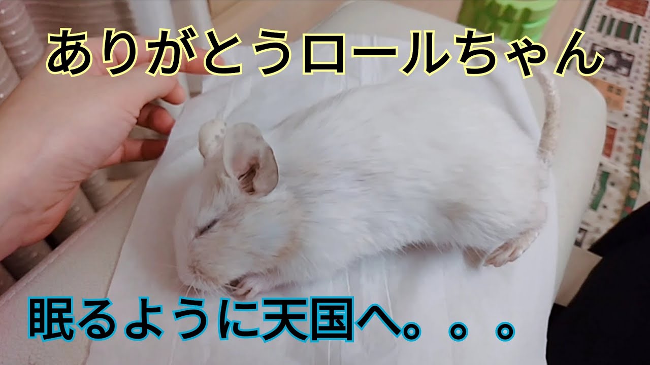 ロールくん（デグー）が天国に旅立ってしまいました