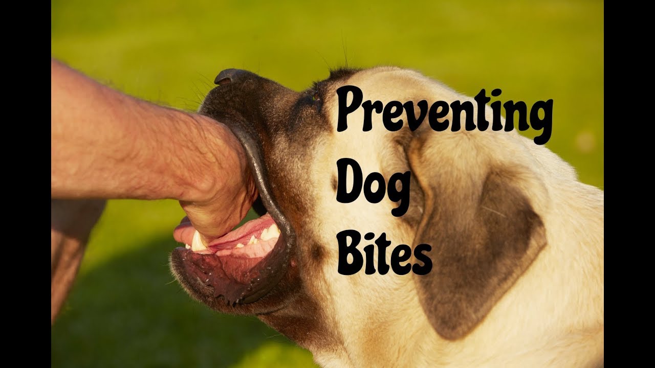 Preventing a Dog Bite