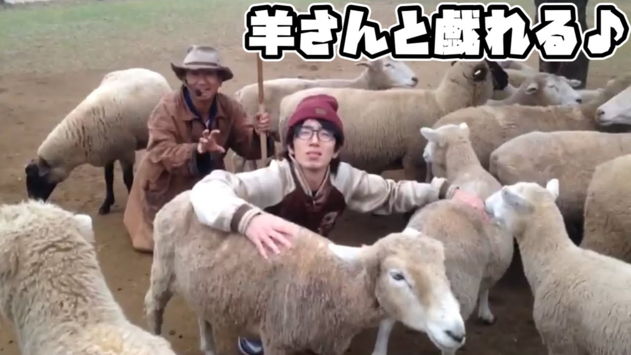 羊さんと戯れる♪