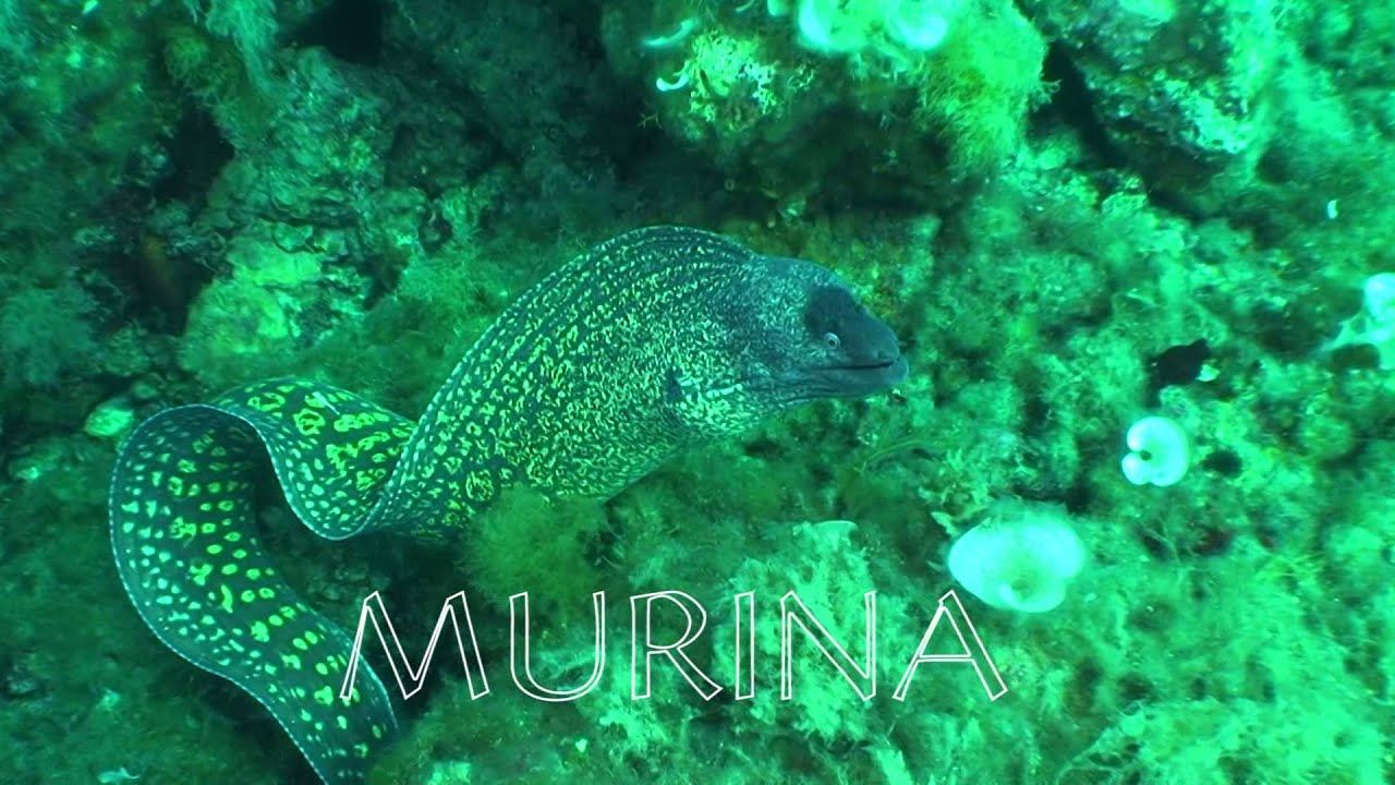 MURINA