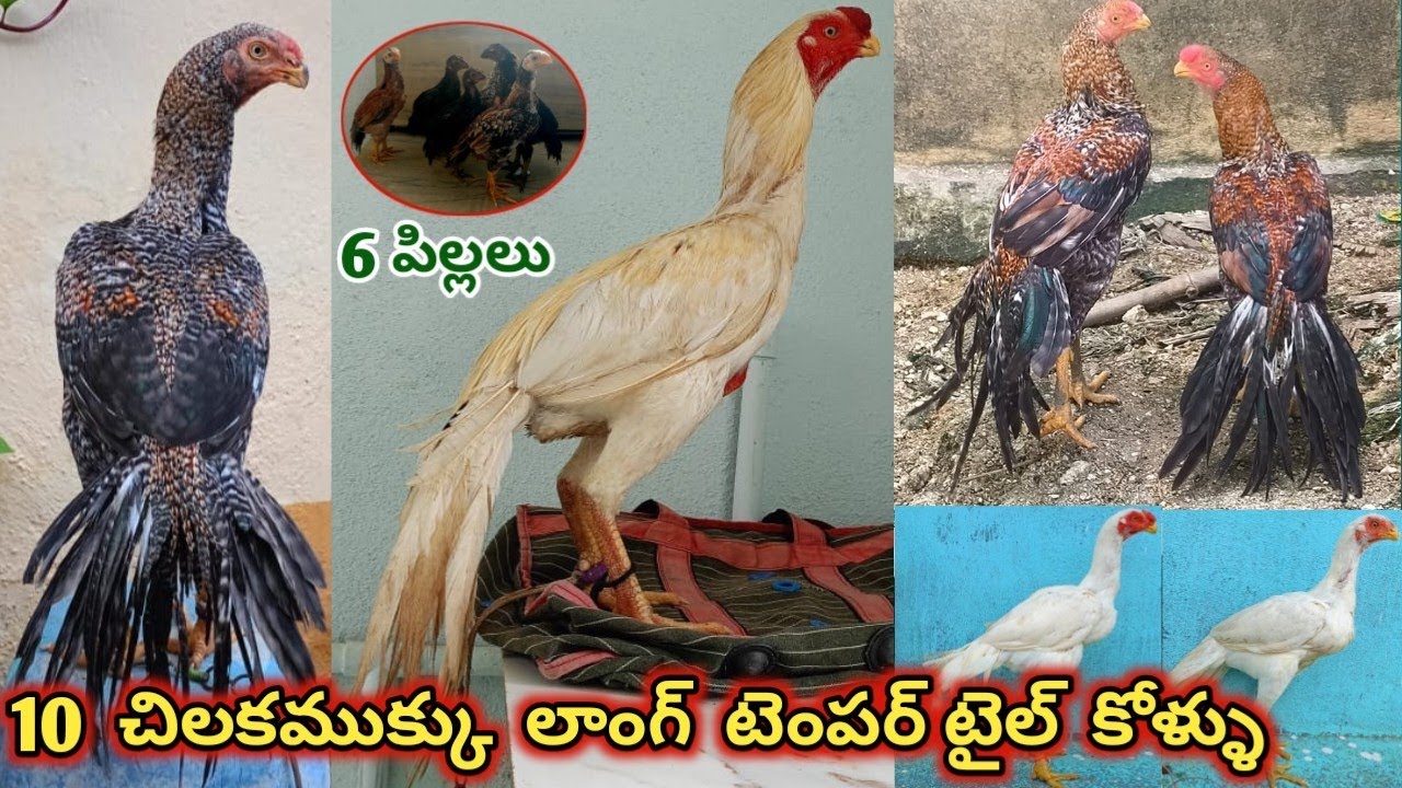 Top Quality||Parrot Beak Long Temper Tail Punjulu Pettalu||7095972176||Garuda Farms||@staraseel1...!