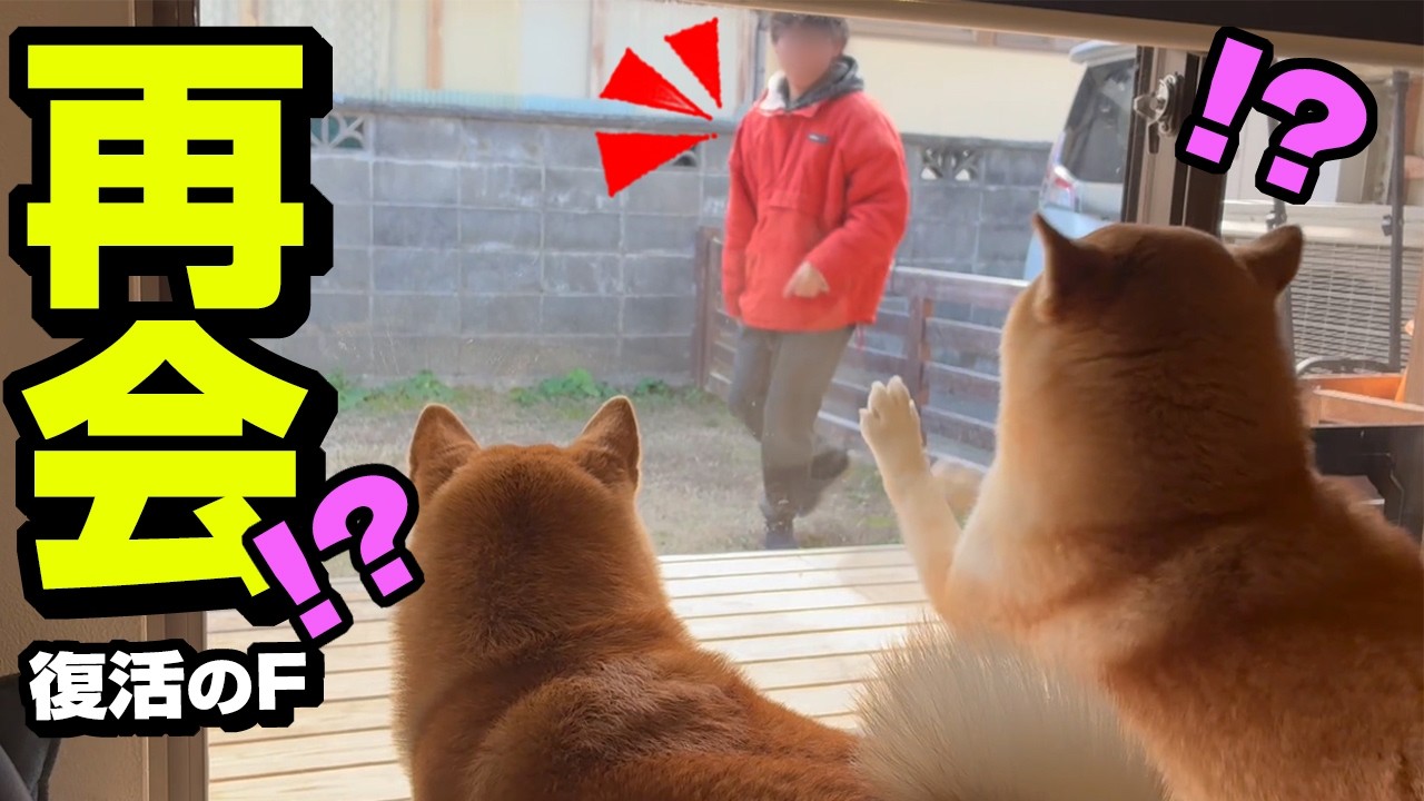 突然1ヶ月ぶりの兄が庭に現れたら柴犬姉妹の反応がヤバすぎ…