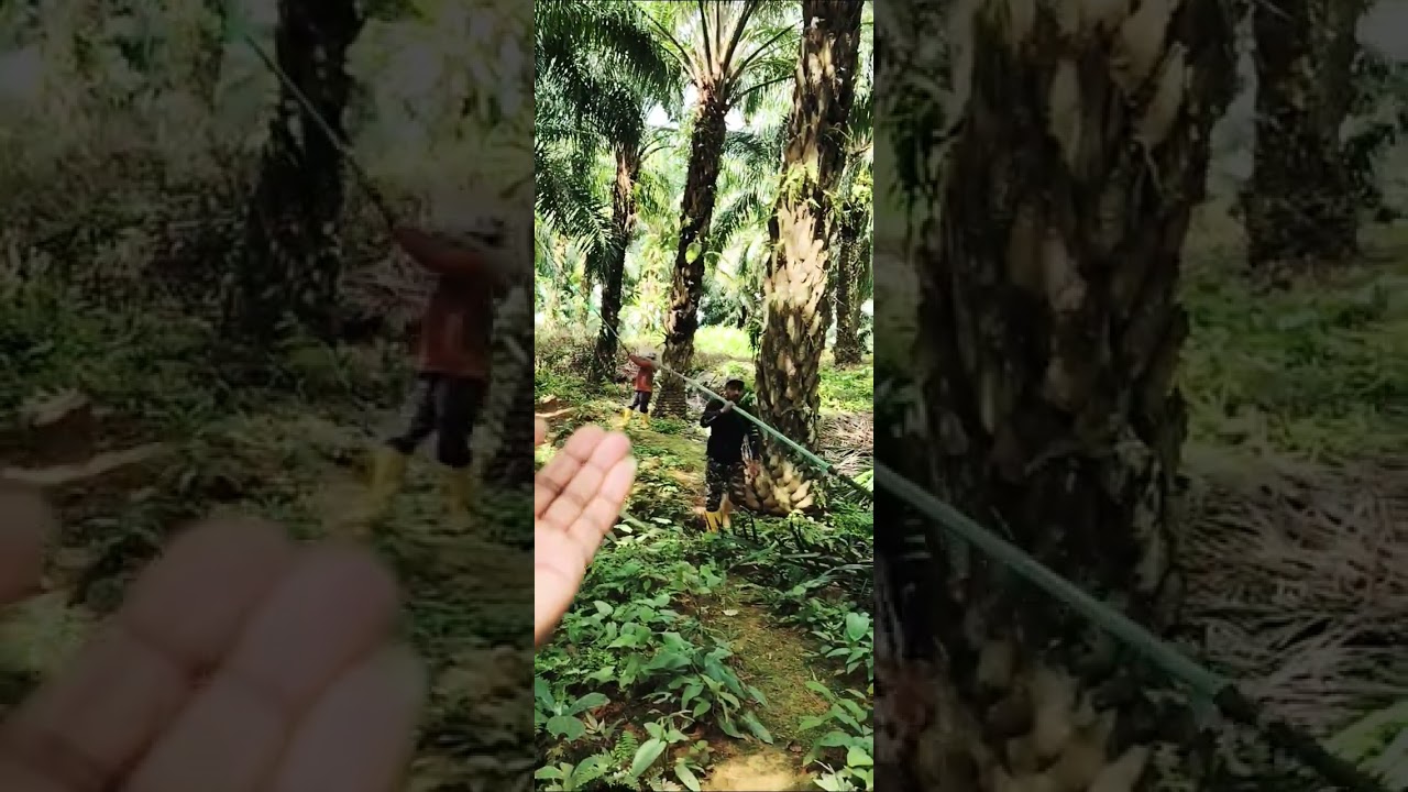Palm oil file cutting video blog video Malaysia Masti 