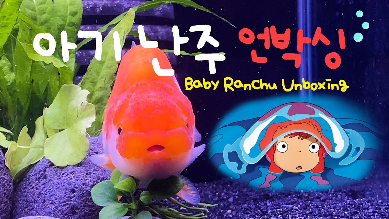 [ENG] 아기 난주 입양기ㅣ난주 유어ㅣ난주ㅣ난주 언박싱ㅣ포뇨 아기물고기ㅣRanchu l GoldfishㅣUnboxing Ranchu Goldfish