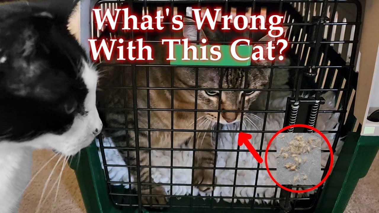 My Cat is Pulling Her Hair Out! Let's See the Vet | Funny Cat Talks in Car & Reunites With Sisters