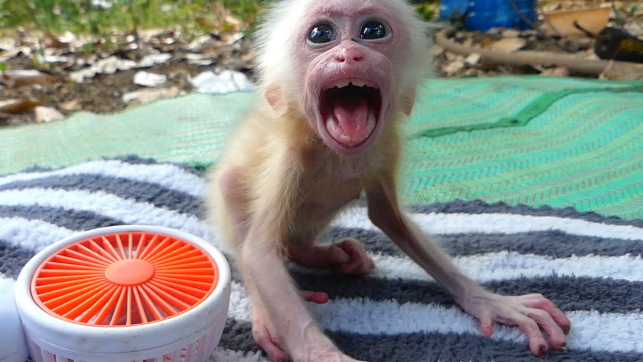 The baby monkey is very hungry for milk and is cry