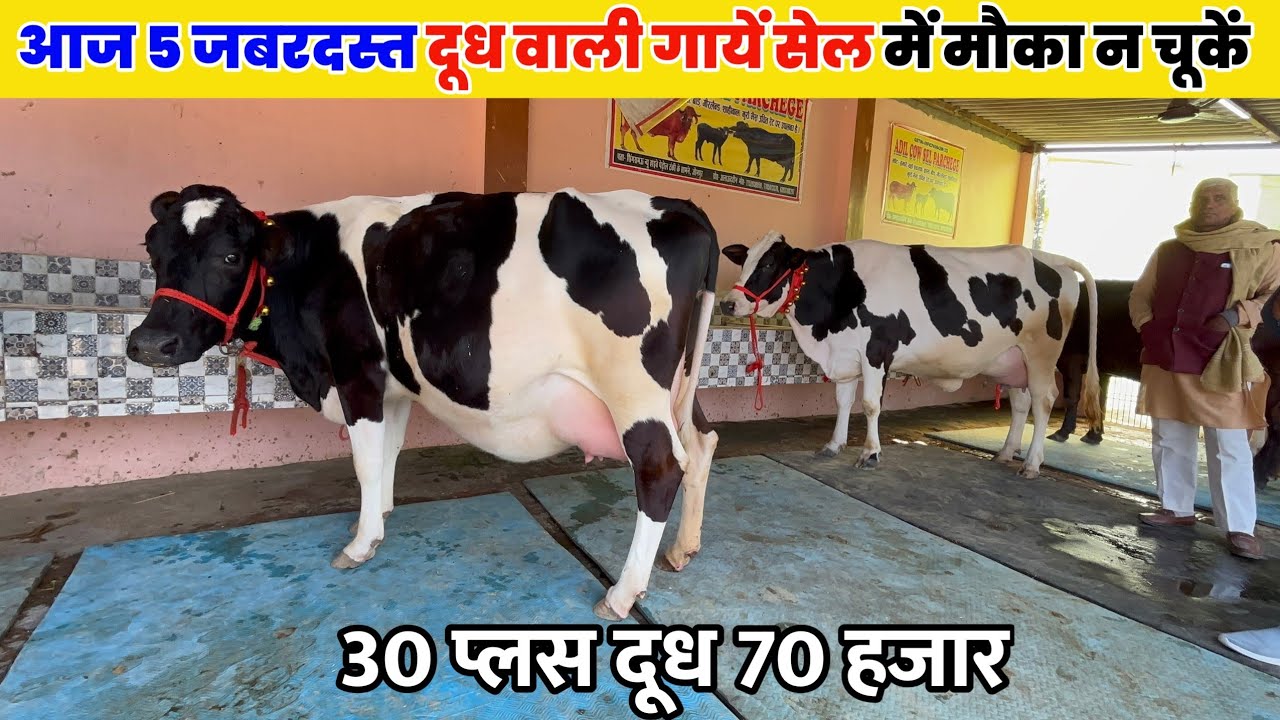 Aadil Dairy Farm - 30-35 लीटर वाली Heavy गायें मौके पर बिकरी के लिए! Jaunpur UP
