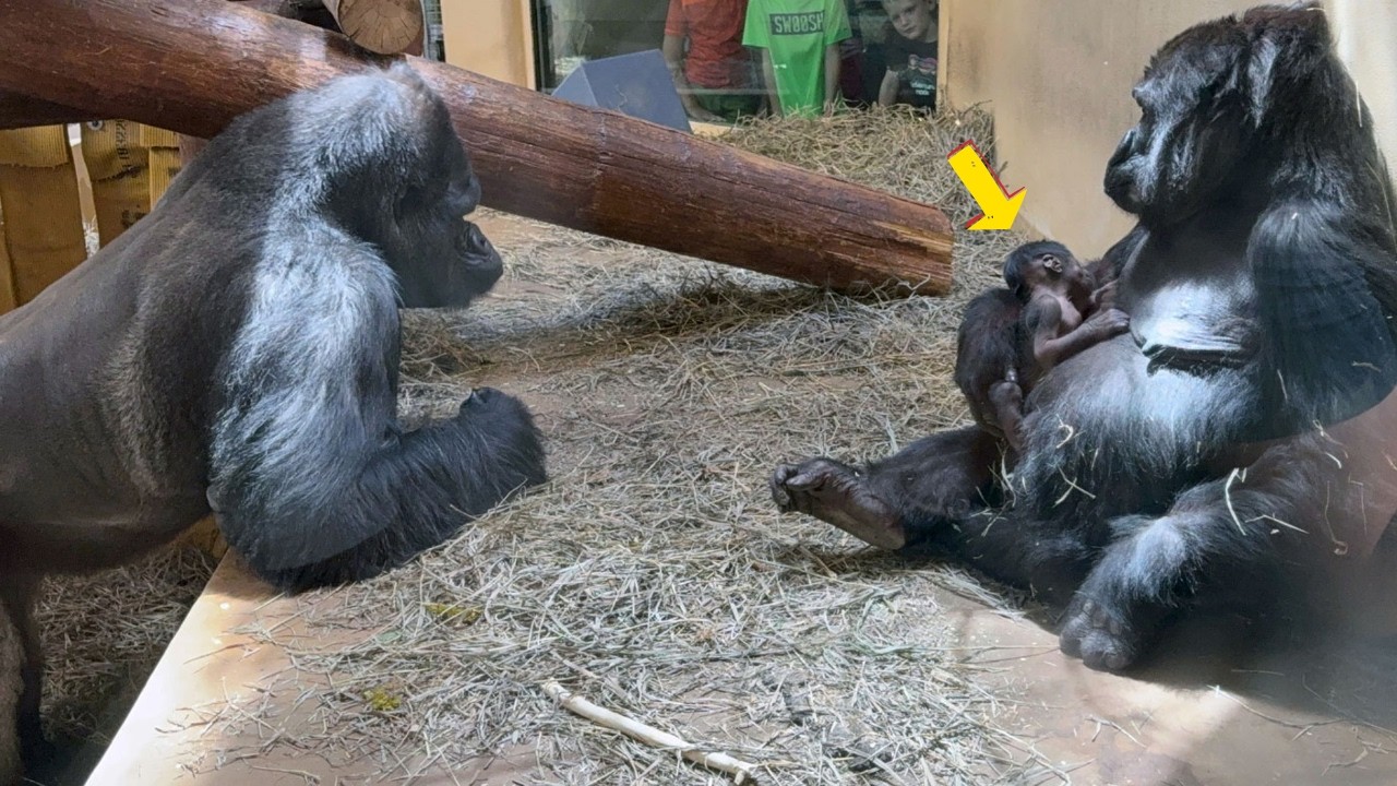 Tiny Gorilla, Big Love — Asha’s Baby Has Arrived! 🦍💕