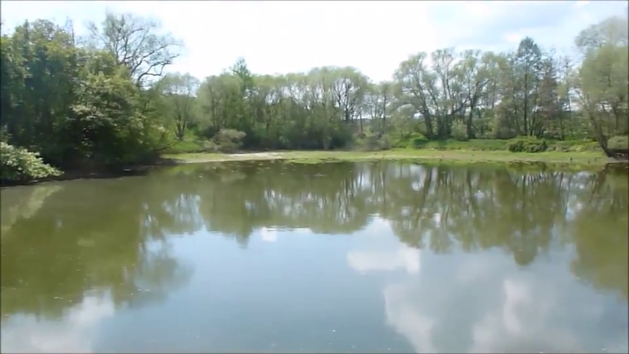 Laichteich -natürliches ablaichen