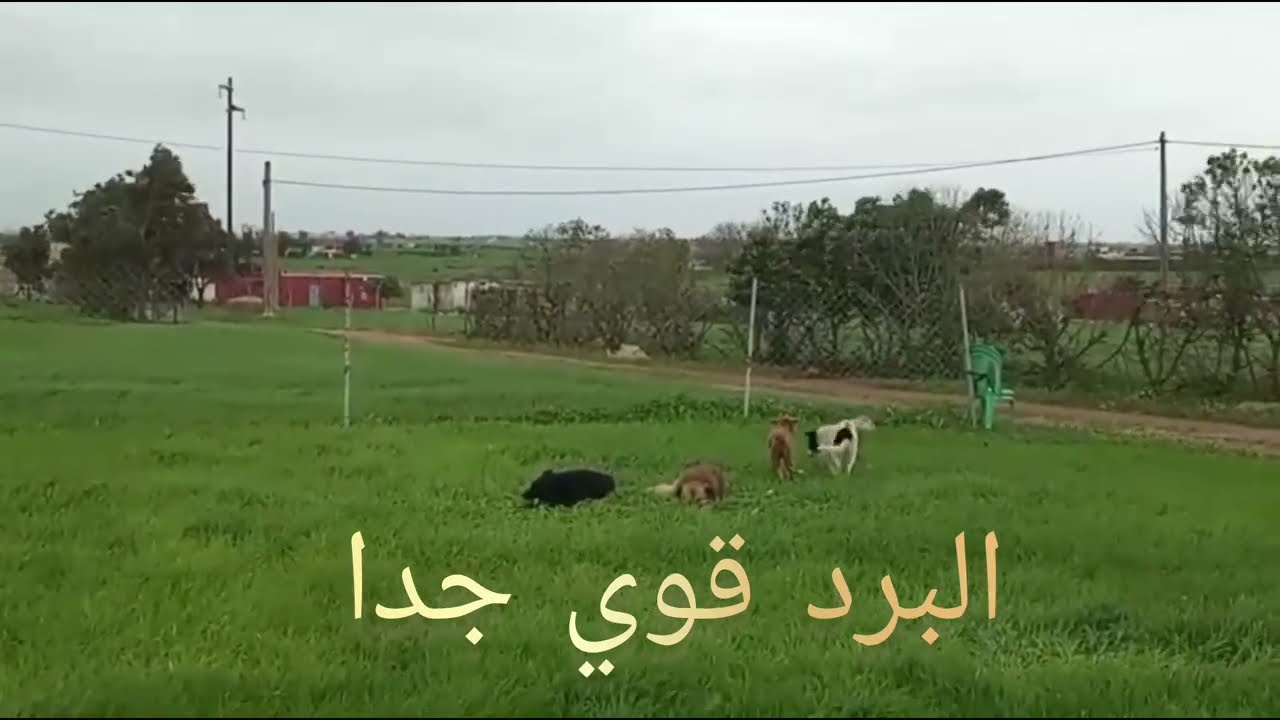 #اجيو#معايا_العروبية#الجو راءع وممتع ومريح(البادية او الريف).