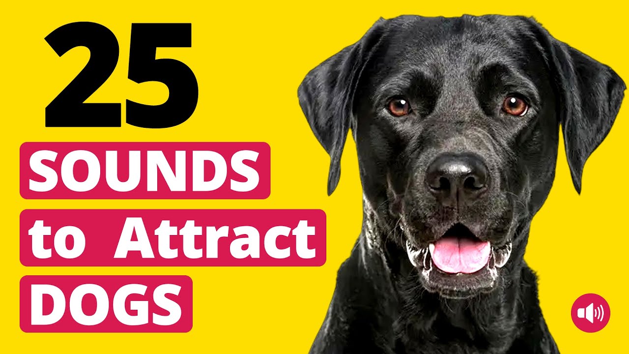 25 Sounds To Attract Dogs  (100% GUARANTEED 🐶)