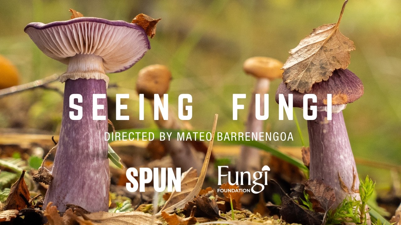 Seeing Fungi