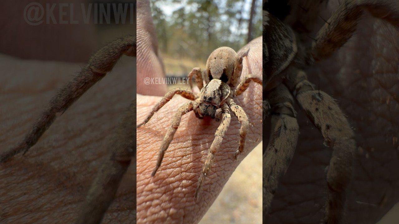 Forest Wolf Spider Handling!