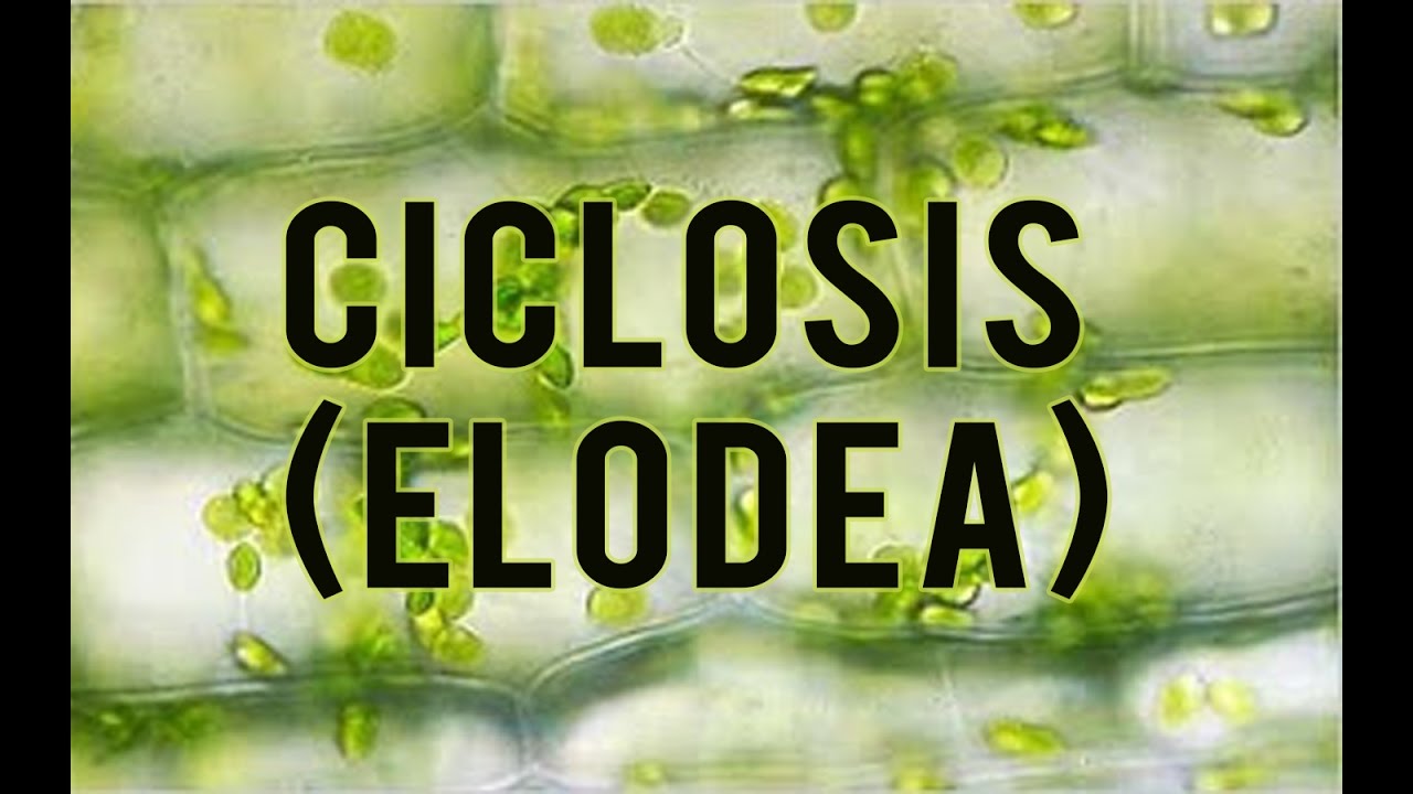 Práctica de laboratorio: Observación de cloroplastos en la hoja de Elodea - Ciclosis