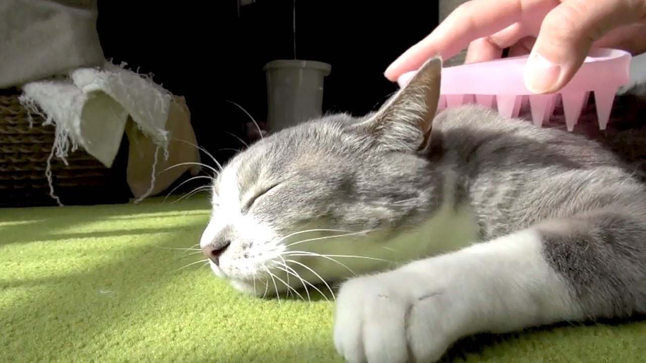 悶絶マッサージ - Massage to Cat -