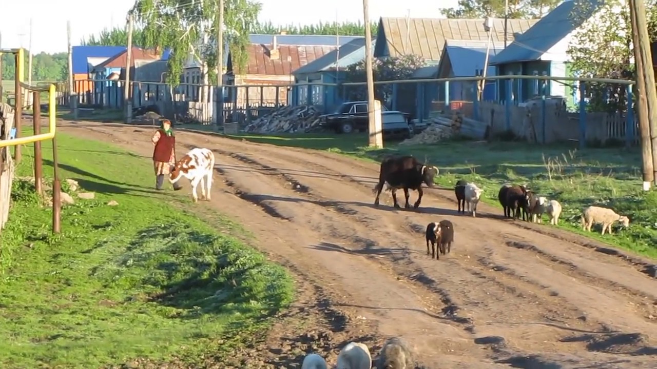 Летнее утро в деревне. Звуки деревни и природы