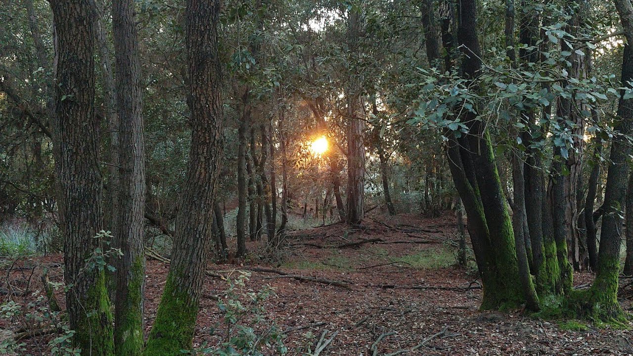 La Pianura Padana sarebbe un'enorme foresta se.......