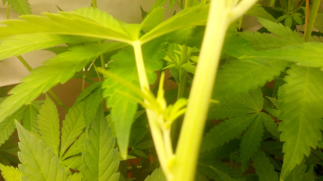 Day 8 of flower of legal cannabis plants, checking sex and seeing how they're doing.