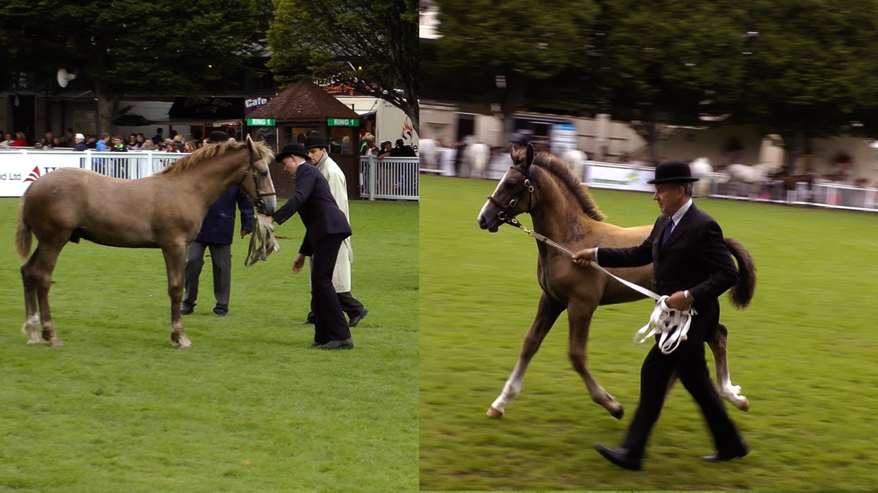 Dublin Horse Show RID Colt Foal Class RDS 2015