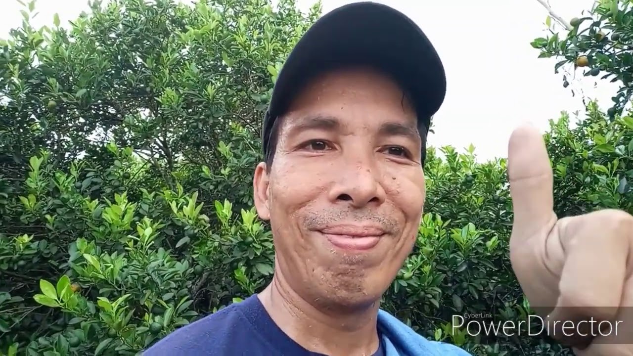 PAANO MAGPALUSOT NG BUNGA SA BUWAN NA MAHAL ANG PRESYO NG KALAMANSI