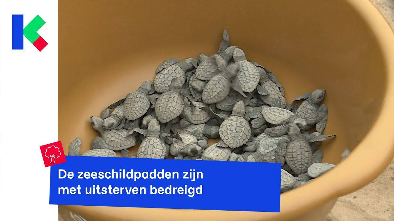 Wauw! Honderden babyzeeschildpadden beginnen aan hun grote avontuur