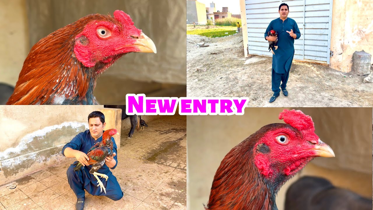 Wasliyan waly aseel murgy agye | وسلیاں والی اصیل مرغے آگئے