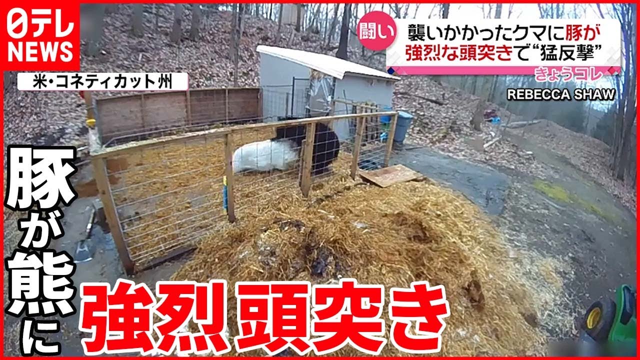 【強烈“頭突き”】クマがブタ襲撃も猛反撃に…  アメリカ