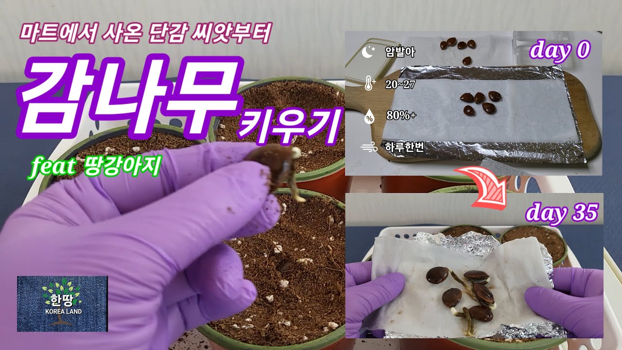 마트에서 산 단감 씨앗부터 감나무 키우기(how to grow sweet persimmons from seed that i bought at mart)