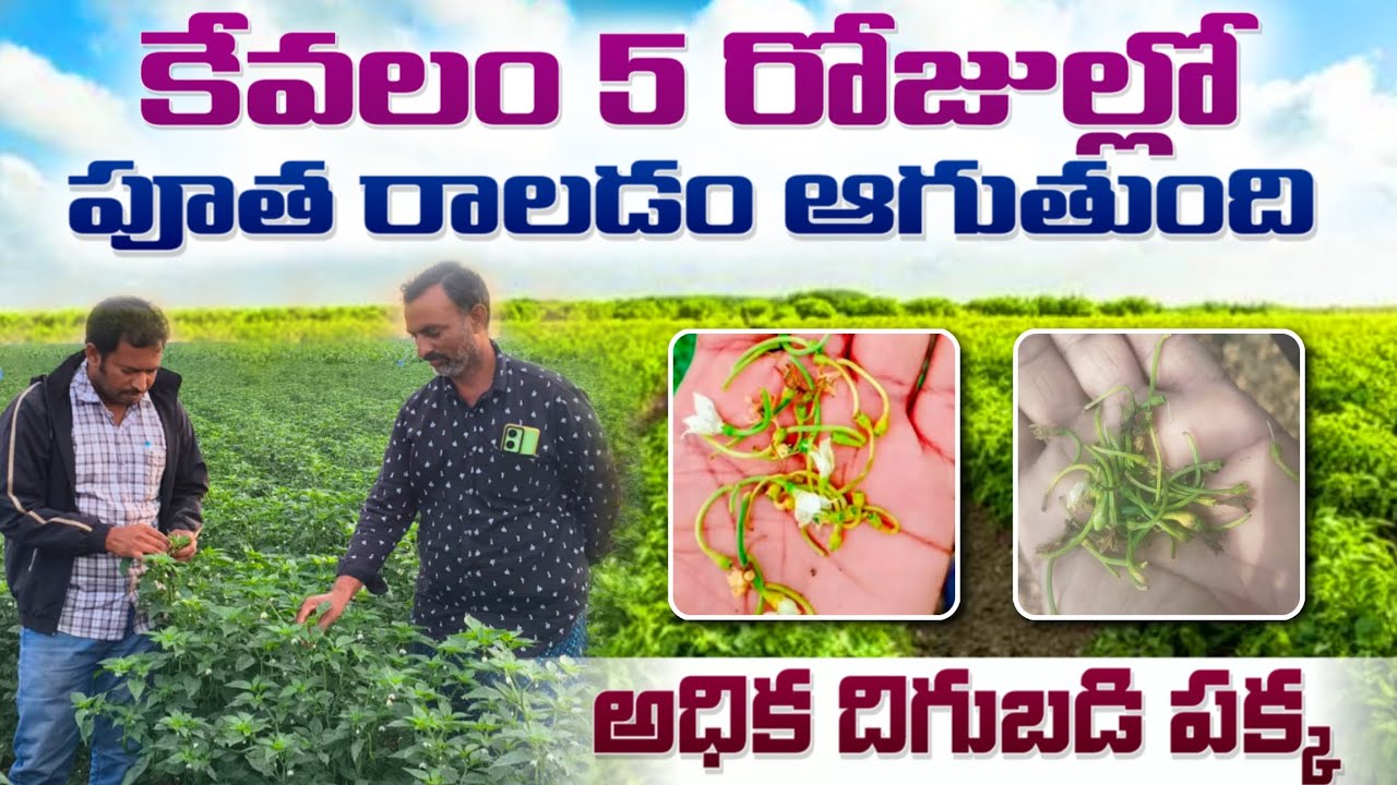 మిరపలో పూత, కాత రాలడం ఆగాలంటే ఇది కొట్టండి! | Chilli Flower Drop Control Telugu