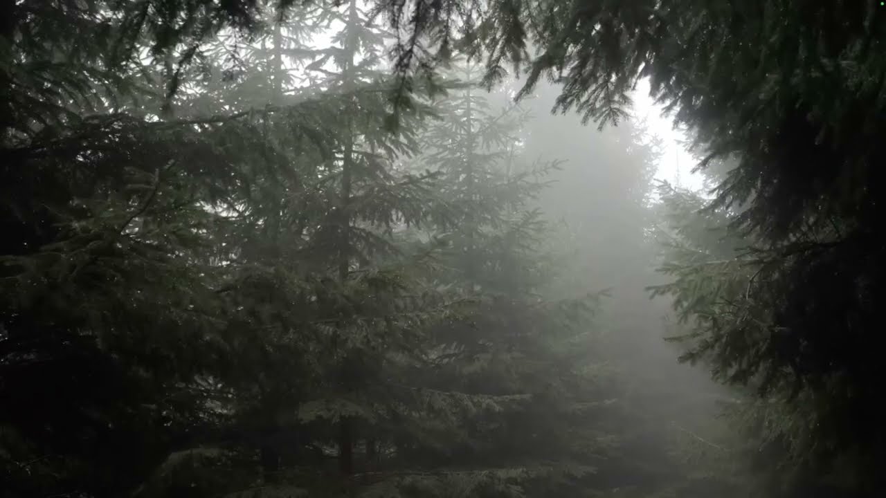 A Rainy Day in Oregon