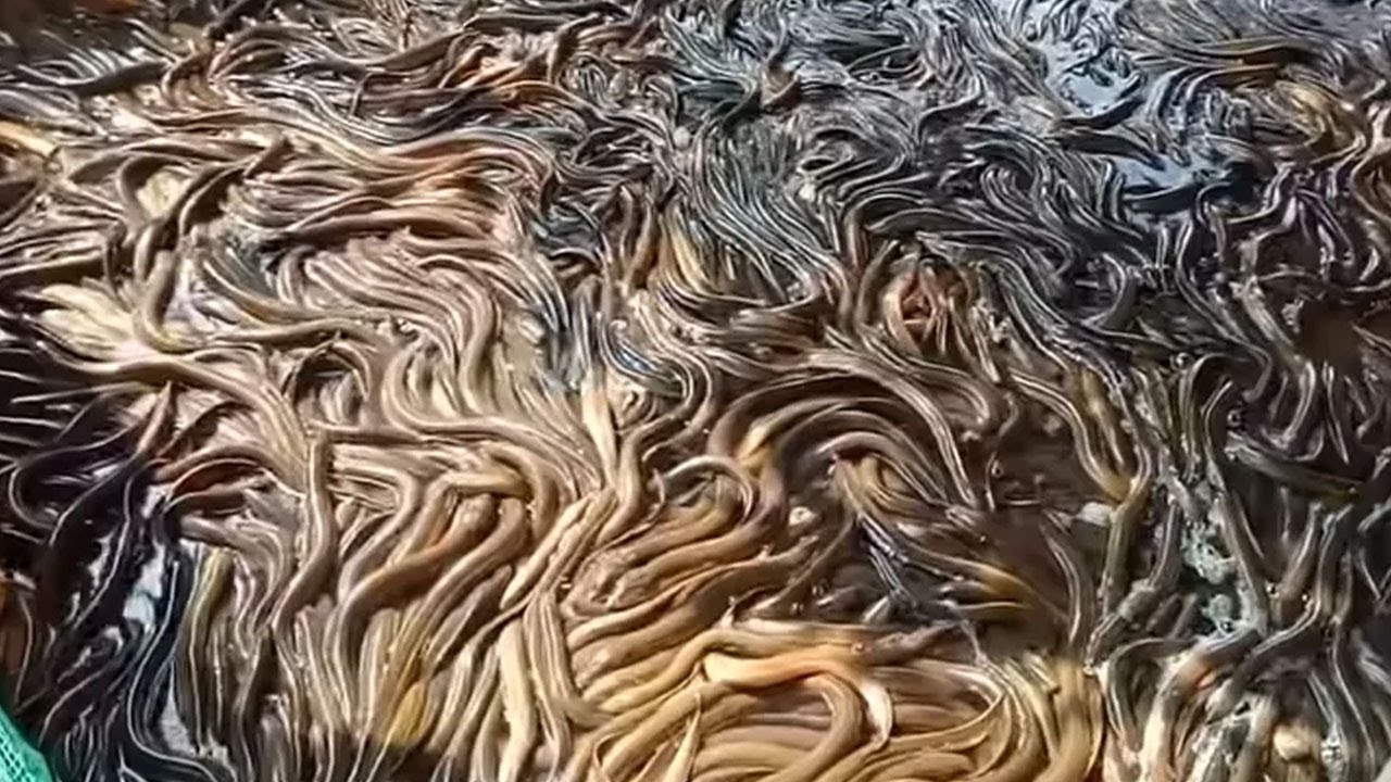 INI DIA TERNAK BELUT AIR BERSIH TANPA LUMPUR UNTUNG BIKIN MELONGO !