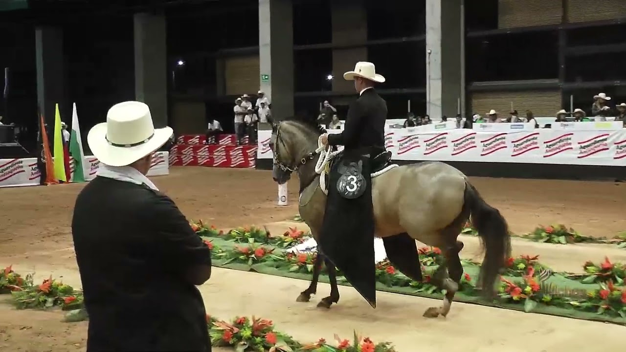 HERMANA LUNA DE VILLA DALIA, GRAN CAMPEONA TROTE Y GALOPE 32 EXPOSEDE ASDESILLA GRADO B 2022