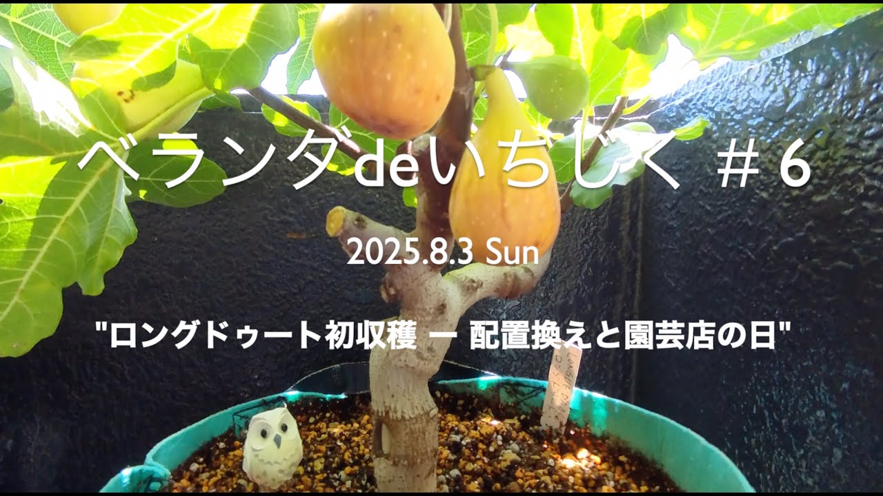 #6 ロングドゥート収穫と園芸店【ベランダdeいちじく／18品種栽培】Longue d’Août harvest & garden shop visit｜Fig Growing Record