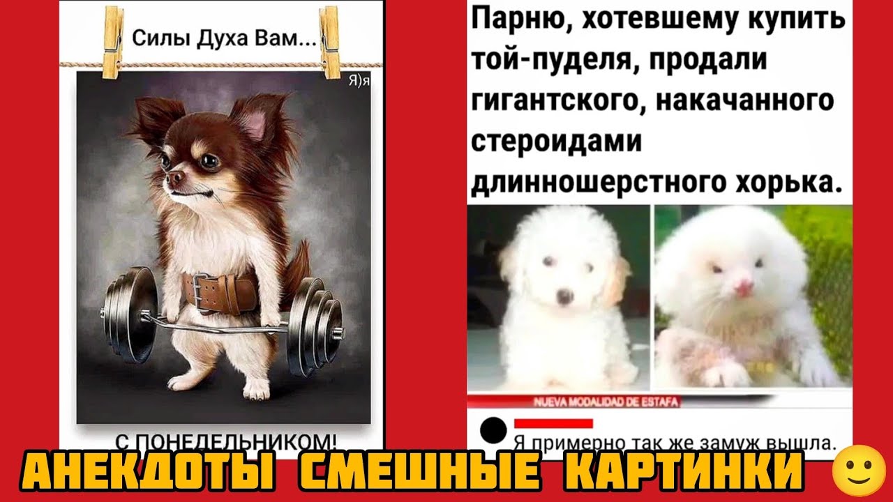 Парню, хотевшему купить той-пуделя, продали гигантского, накачанного  длинношерстного хорька.🤣